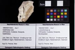 Foto (Objket + Etiketten) von Culmenformosa sp. 